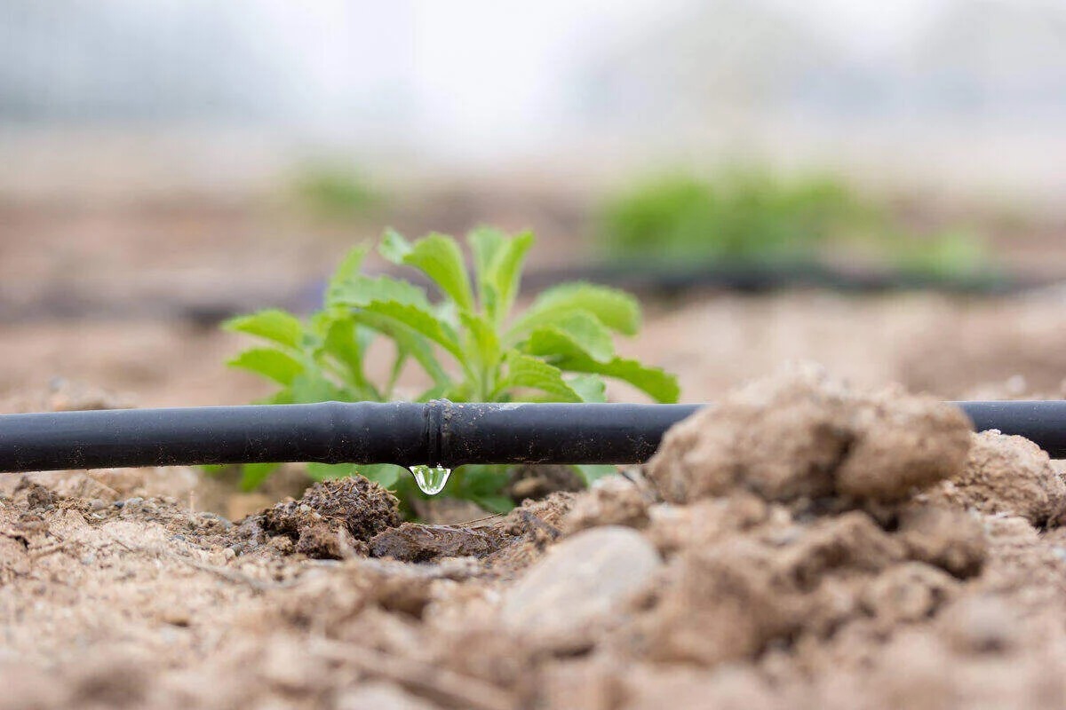 Inline Drip Irrigation <br><br>